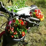 Skalny
